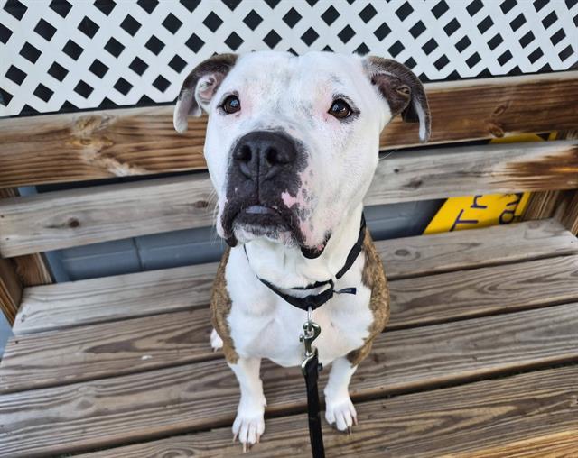 Enlarge HENNY, a Adoptable mixed breed in Omaha, NE image 1/1