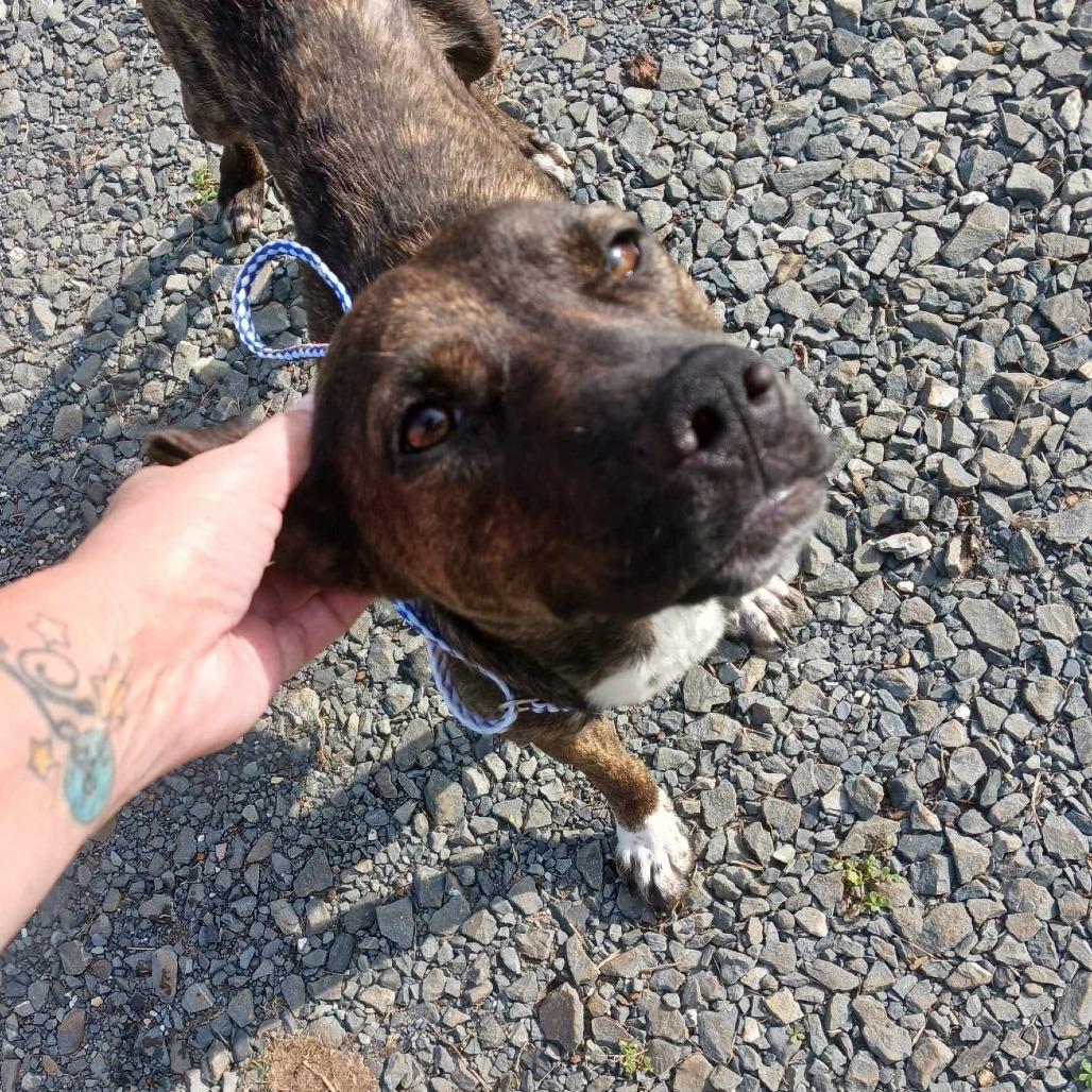Enlarge Mimsy, a Adoptable mixed breed in Waite Park, MN image 5/6