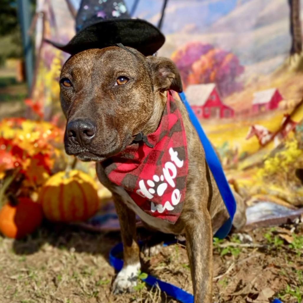 Enlarge Mimsy, a Adoptable mixed breed in Waite Park, MN image 4/6