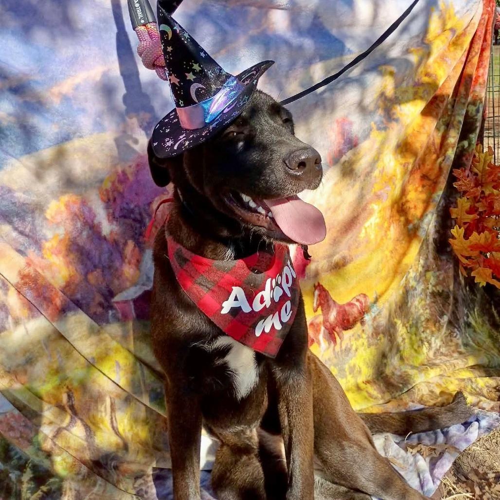 Enlarge Mimsy, a Adoptable mixed breed in Waite Park, MN image 2/6