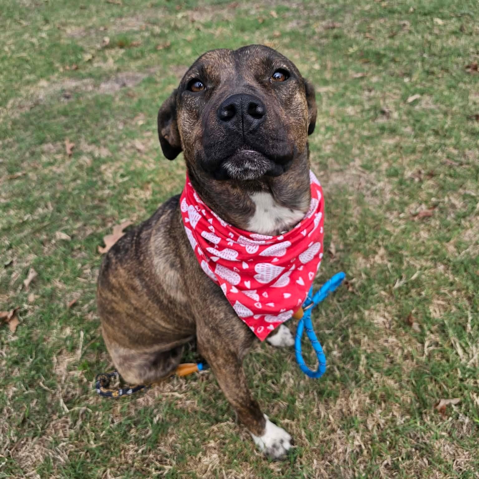 Mimsy, Adoptable, Young Female Catahoula Leopard Dog & Mixed Breed.
