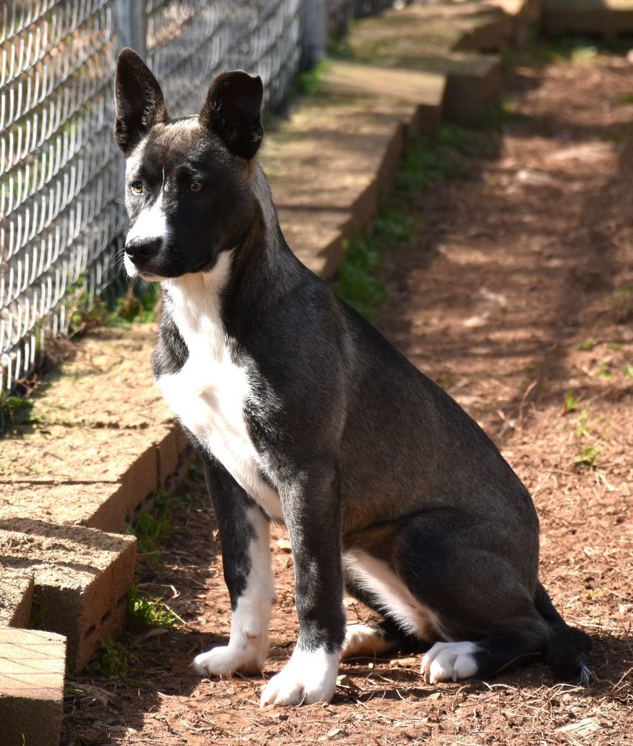 Candy, a Adoptable mixed breed in Wedowee, AL image 2/6