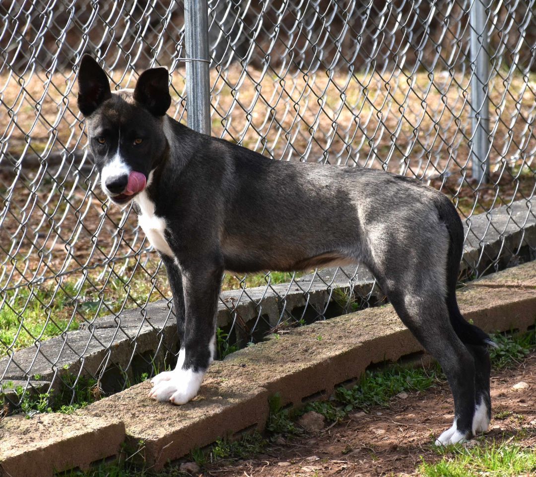 Candy, a Adoptable mixed breed in Wedowee, AL image 3/6