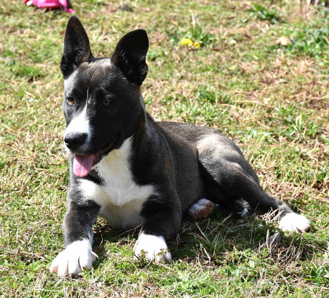 Candy, a Adoptable mixed breed in Wedowee, AL image 4/6