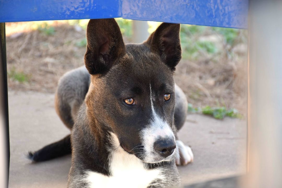 Candy, a Adoptable mixed breed in Wedowee, AL image 5/6