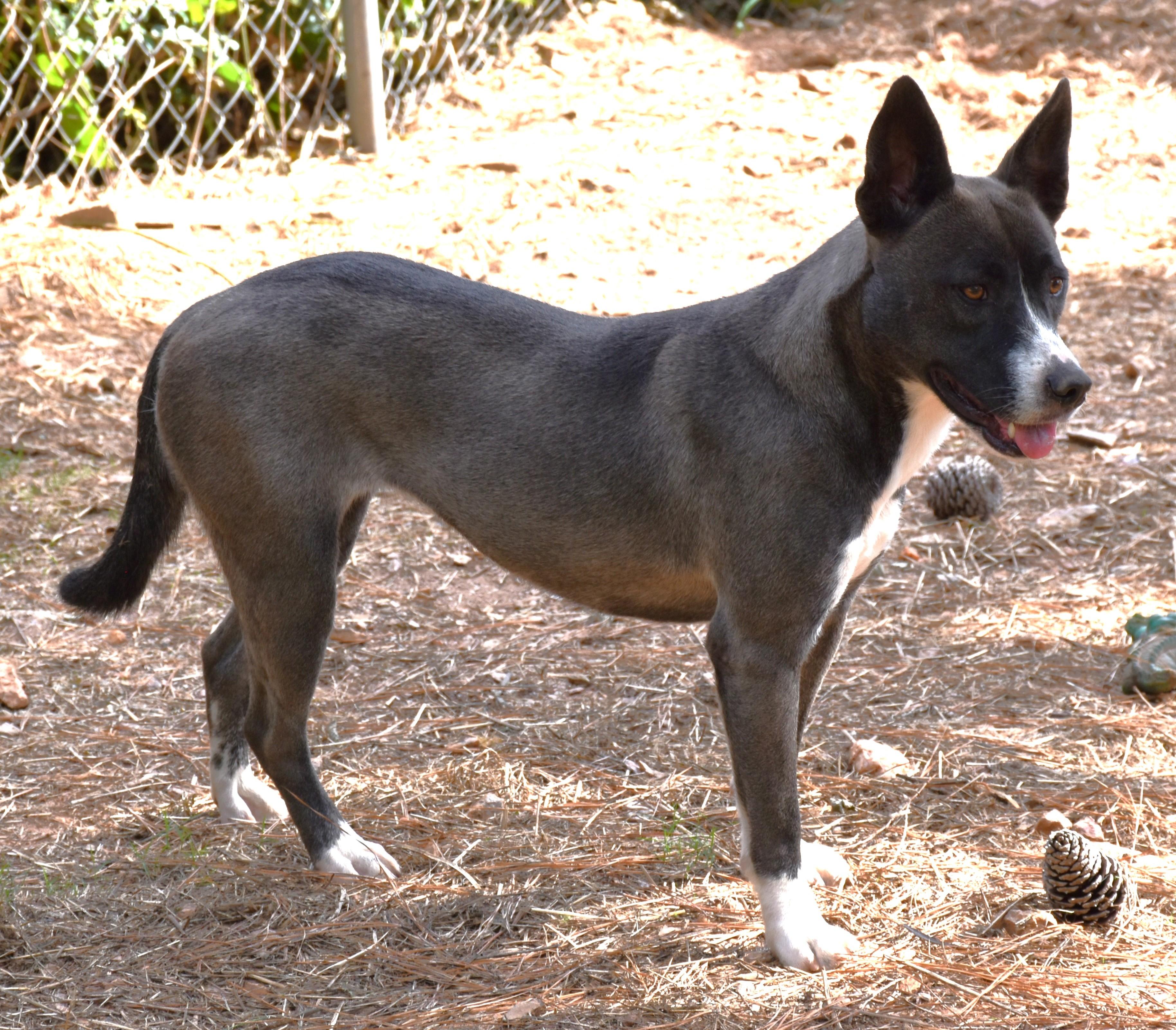 Enlarge Candy, a Adoptable mixed breed in Wedowee, AL image 2/6