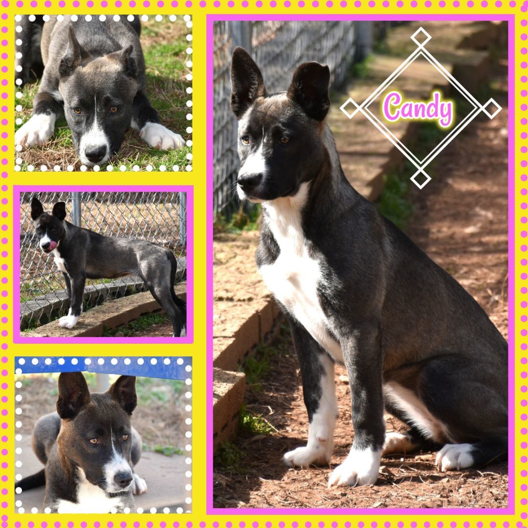 Candy, a Adoptable mixed breed in Wedowee, AL image 1/6