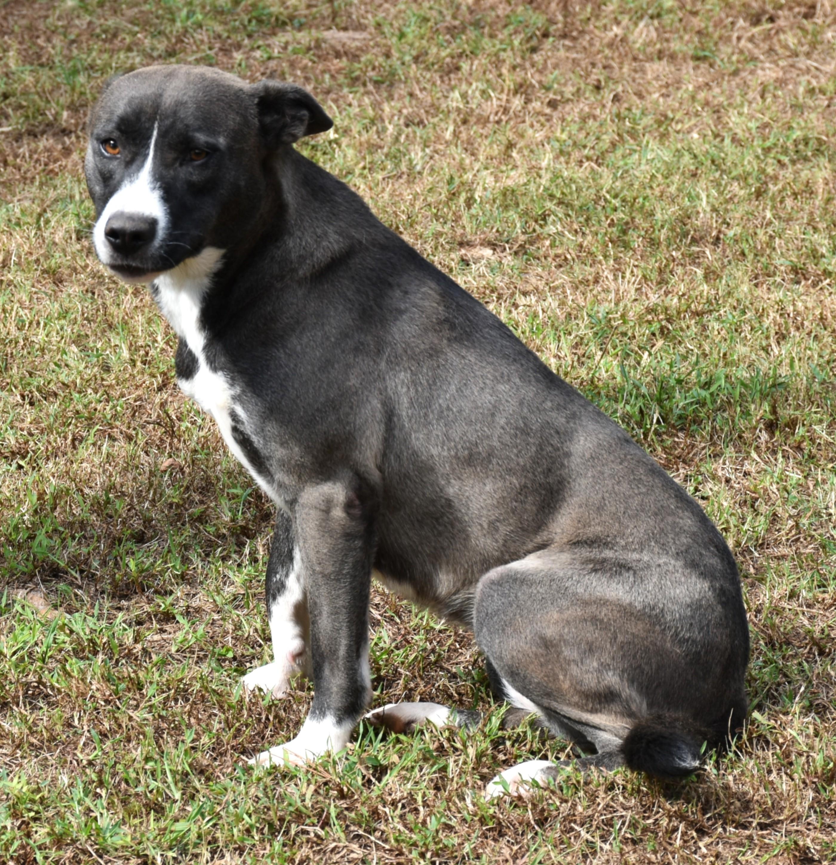 Enlarge Candy, a Adoptable mixed breed in Wedowee, AL image 3/6