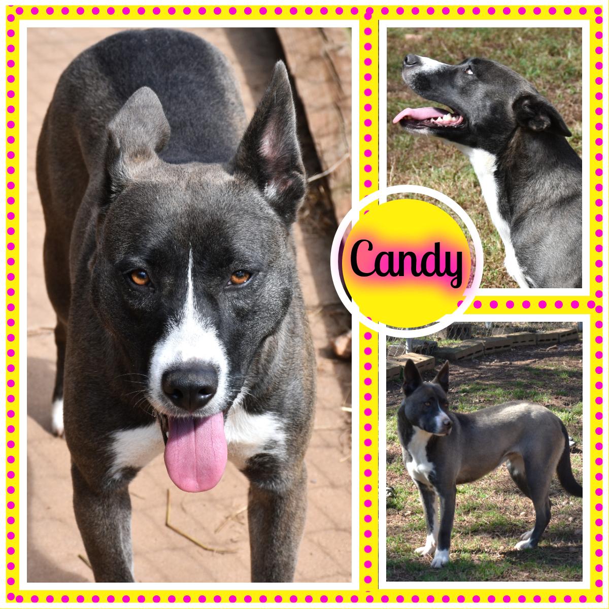 Candy, Adoptable, Adult Female Labrador Retriever.