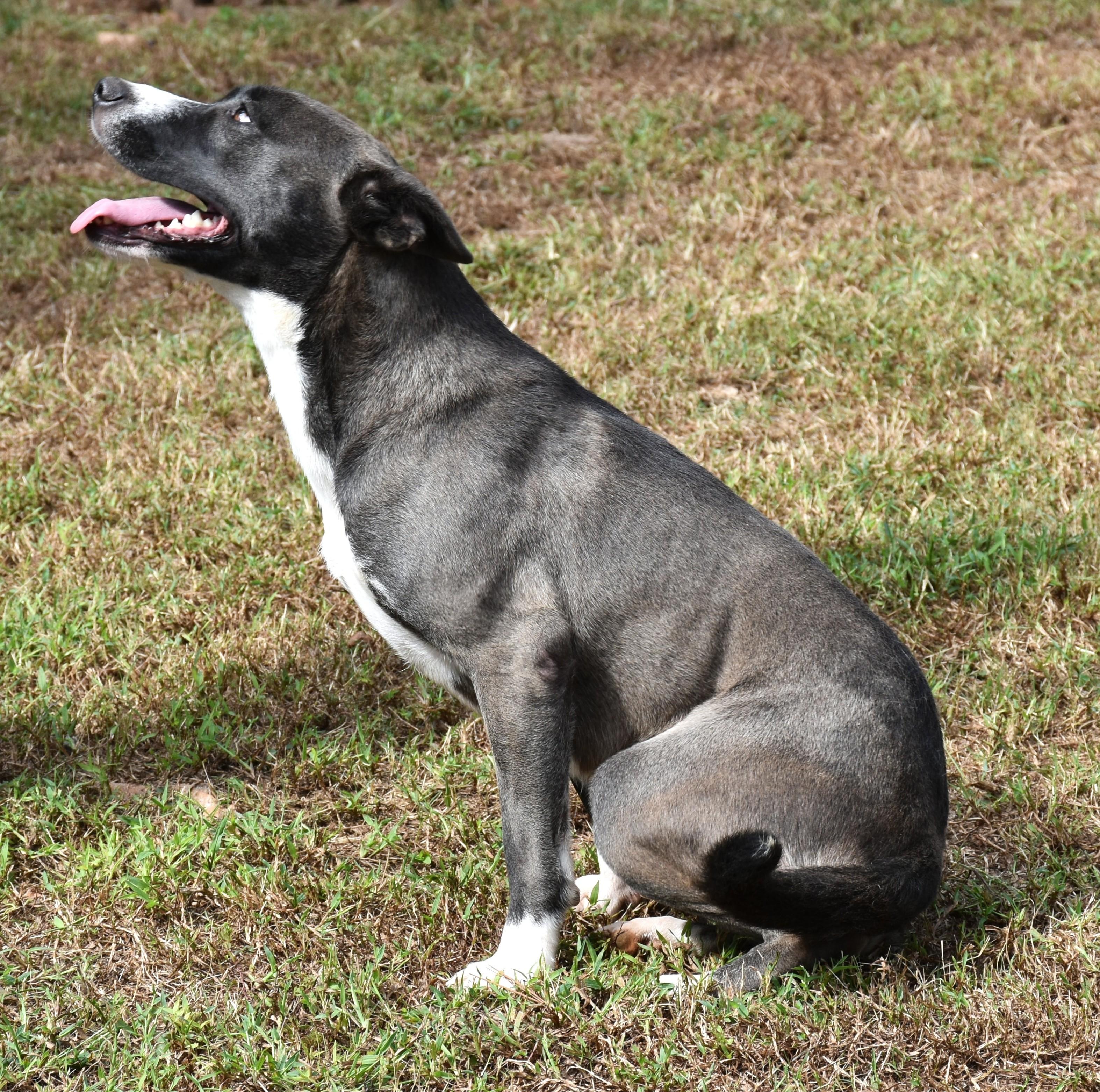 Enlarge Candy, a Adoptable mixed breed in Wedowee, AL image 6/6
