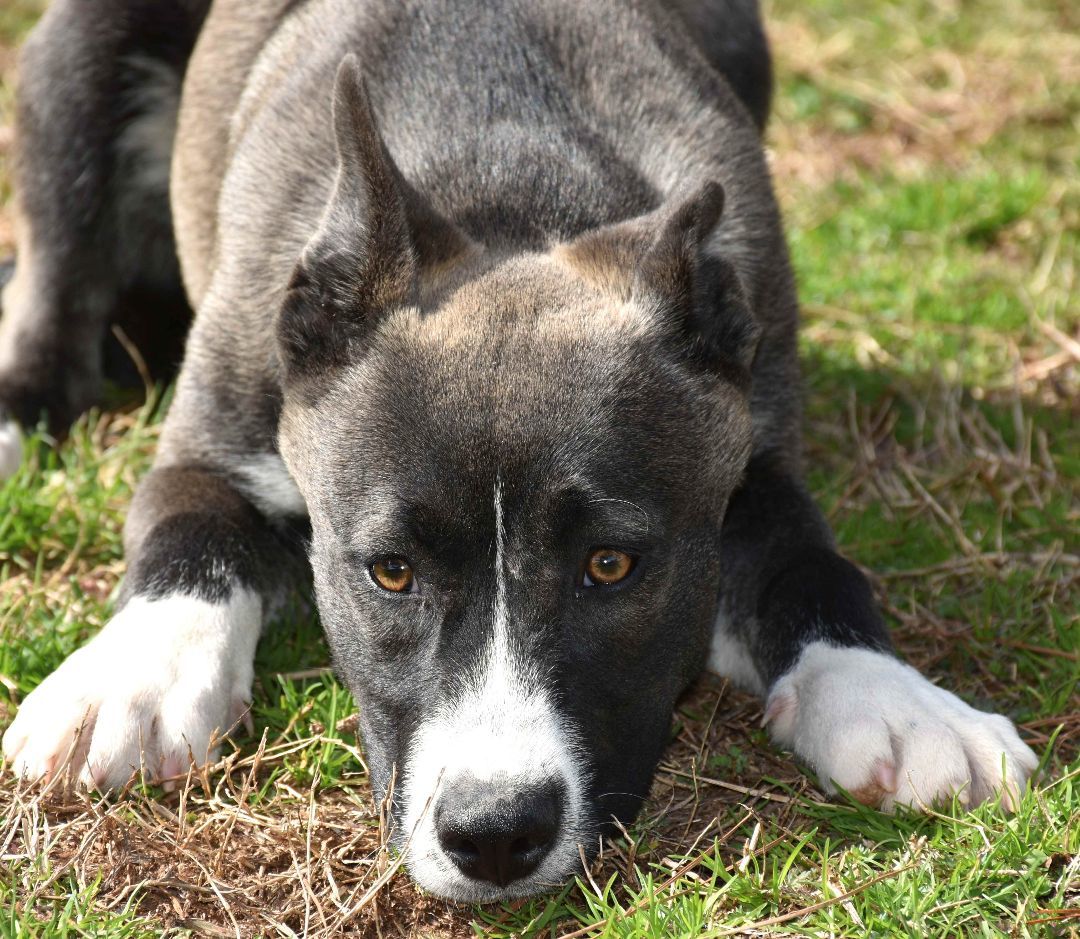 Candy, a Adoptable mixed breed in Wedowee, AL image 6/6
