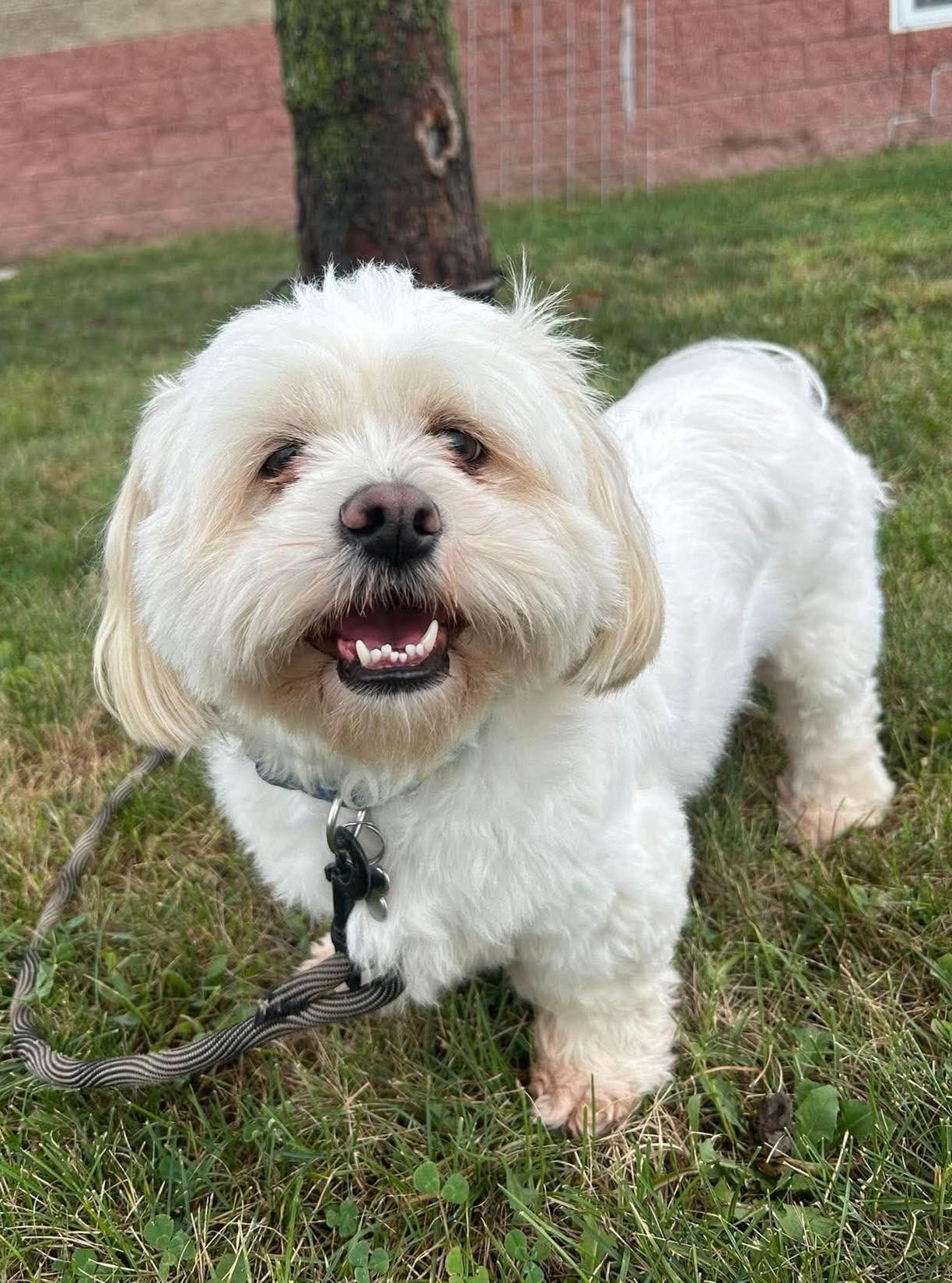 Enlarge Wally, a Adoptable mixed breed in Maryville, MO image 3/6