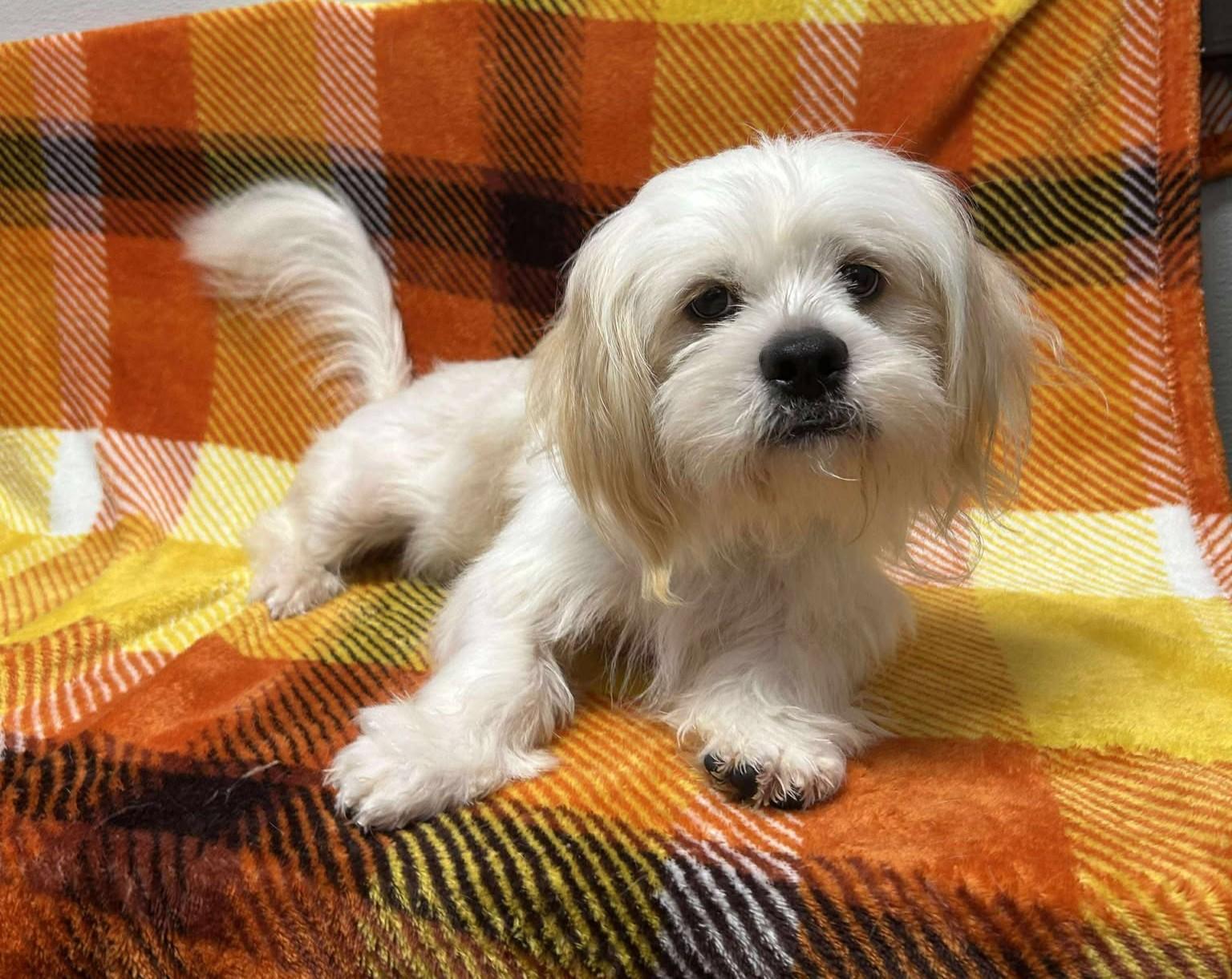 Enlarge Wally, a Adoptable mixed breed in Maryville, MO image 6/6