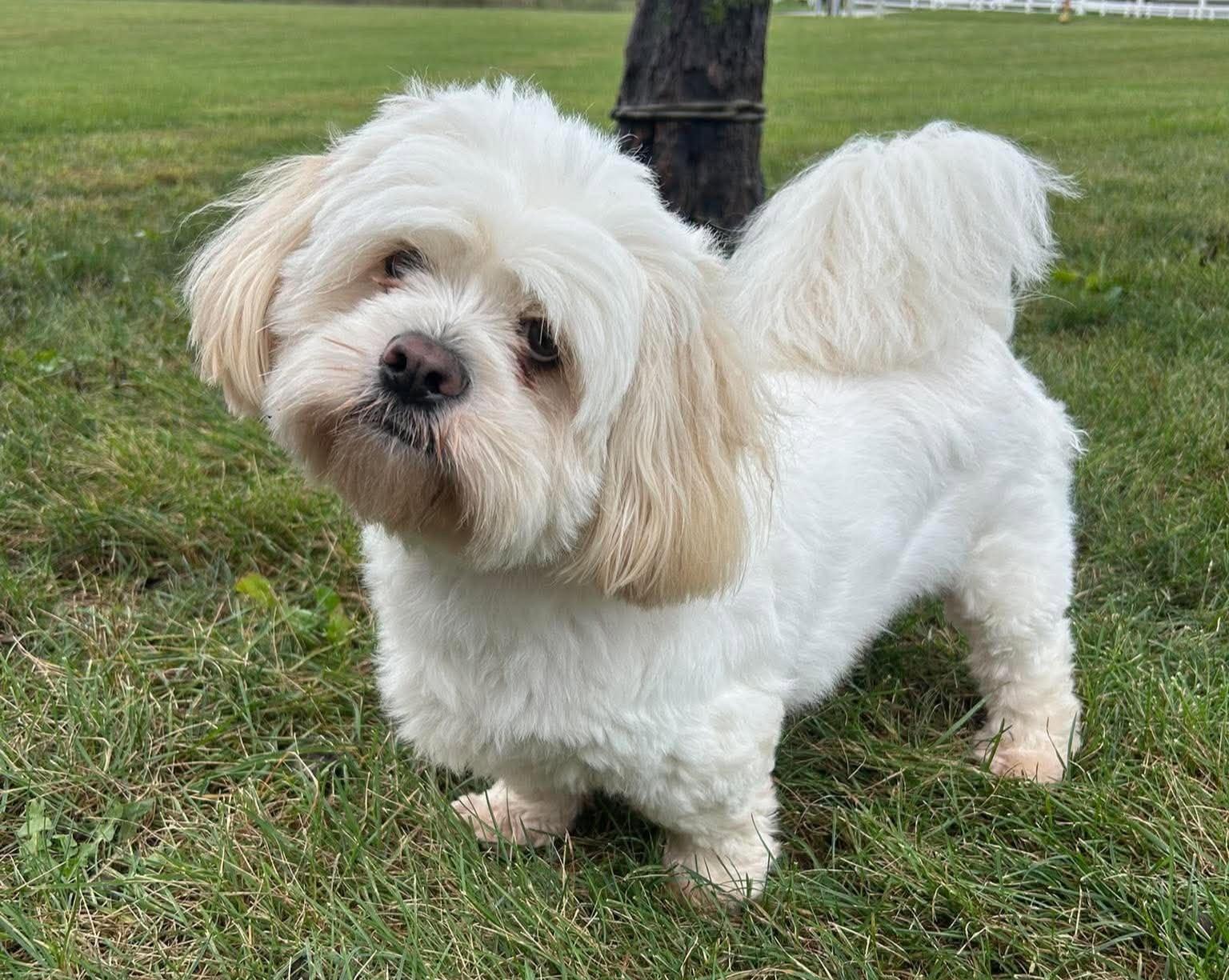 Enlarge Wally, a Adoptable mixed breed in Maryville, MO image 2/6