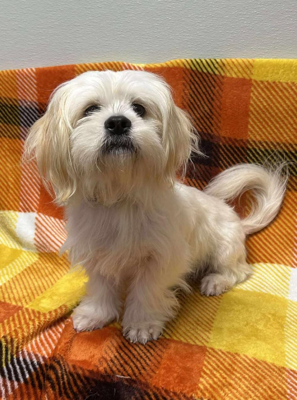 Enlarge Wally, a Adoptable mixed breed in Maryville, MO image 4/6