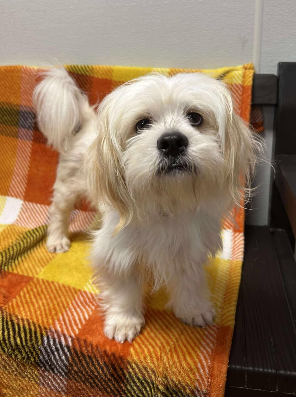 Enlarge Wally, a Adoptable mixed breed in Maryville, MO image 5/6