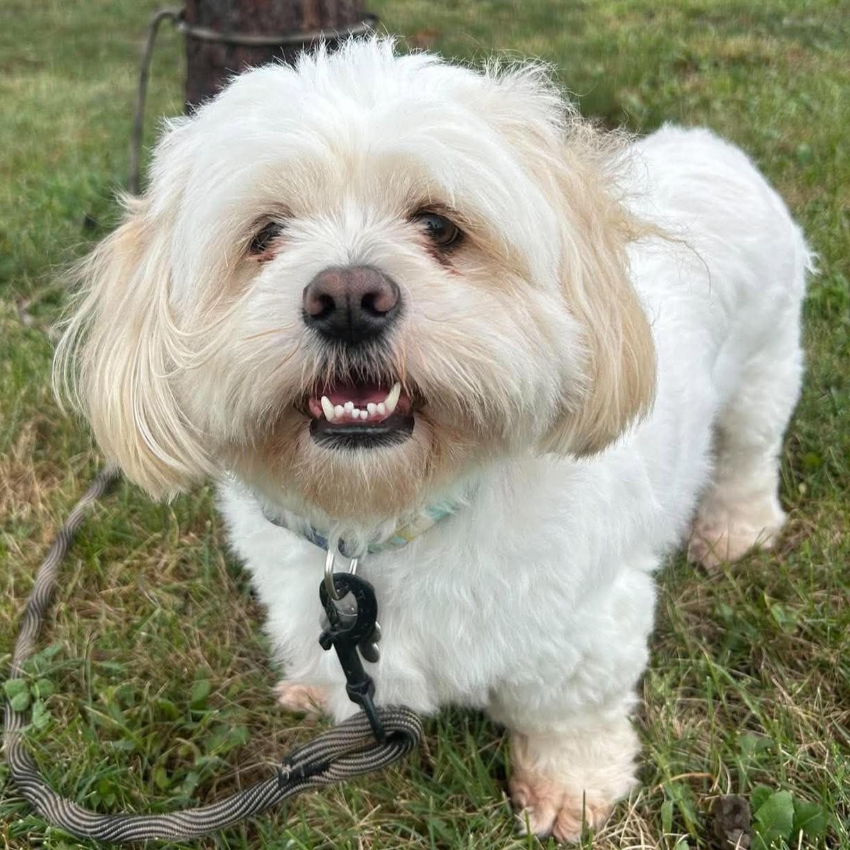 Wally, Adoptable, Adult Male Shih Tzu & Maltese.