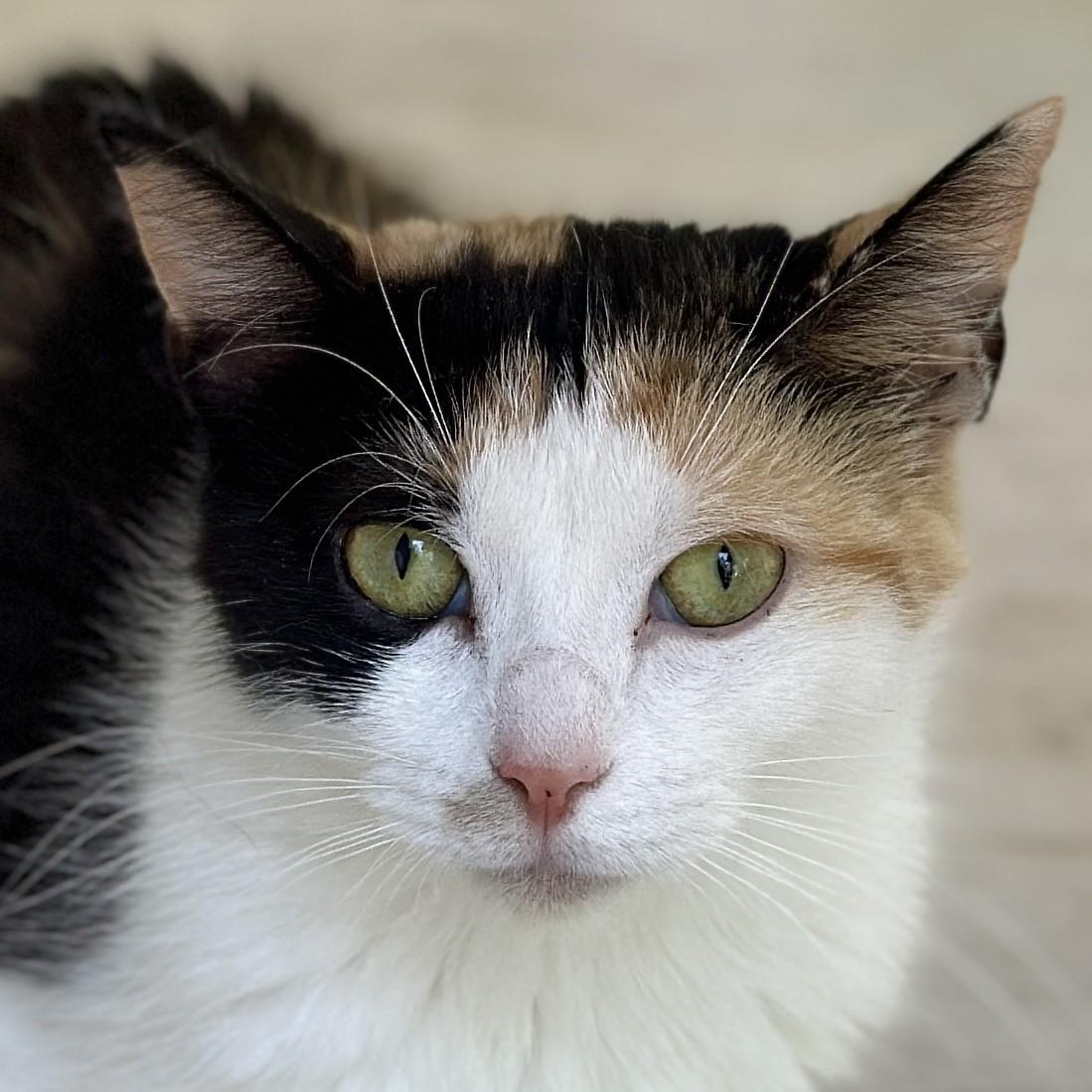 Beauty, Adult Female Domestic Short Hair