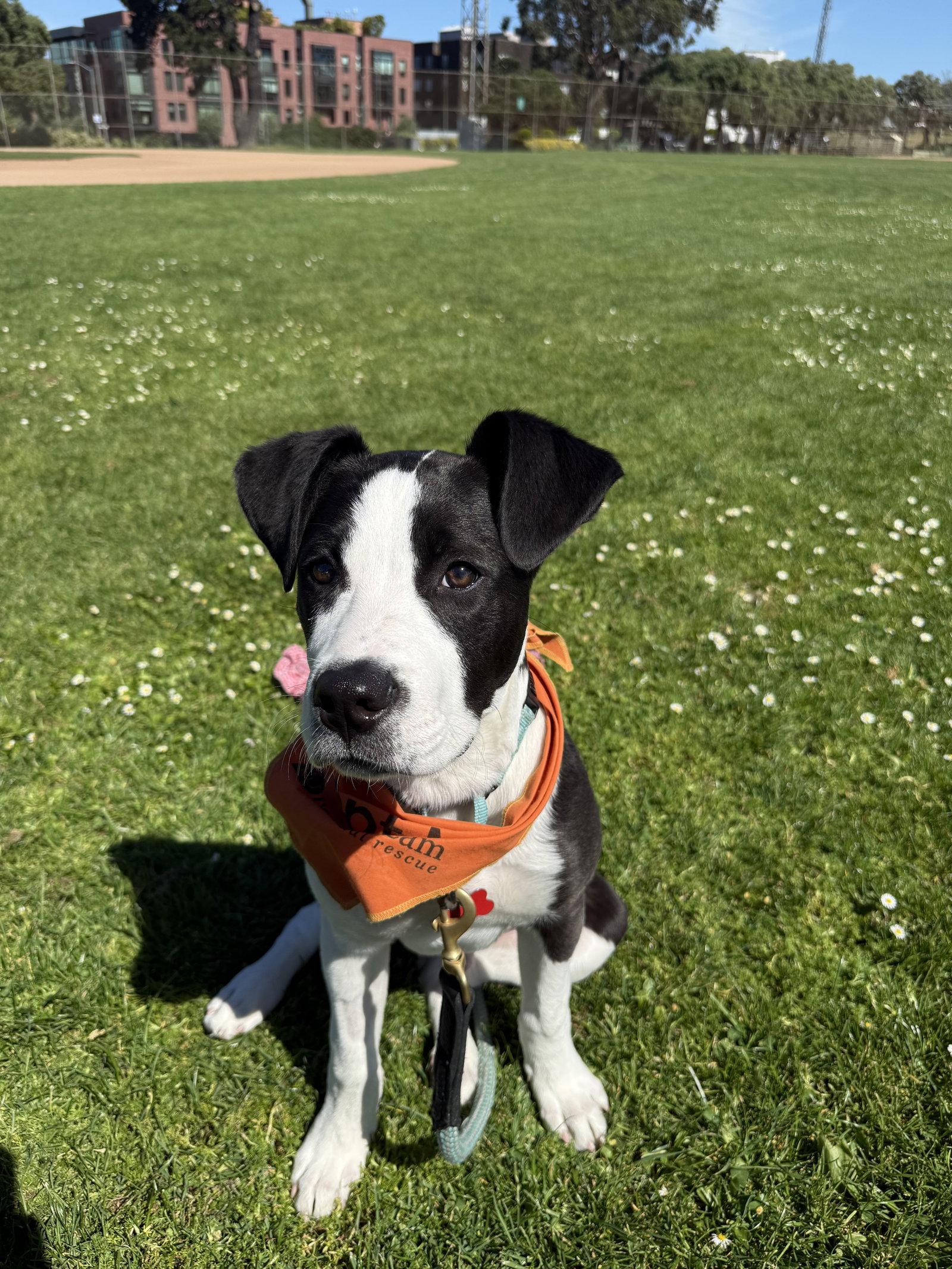 Arthur, a Adoptable mixed breed in Sunnyvale, CA image 1/2