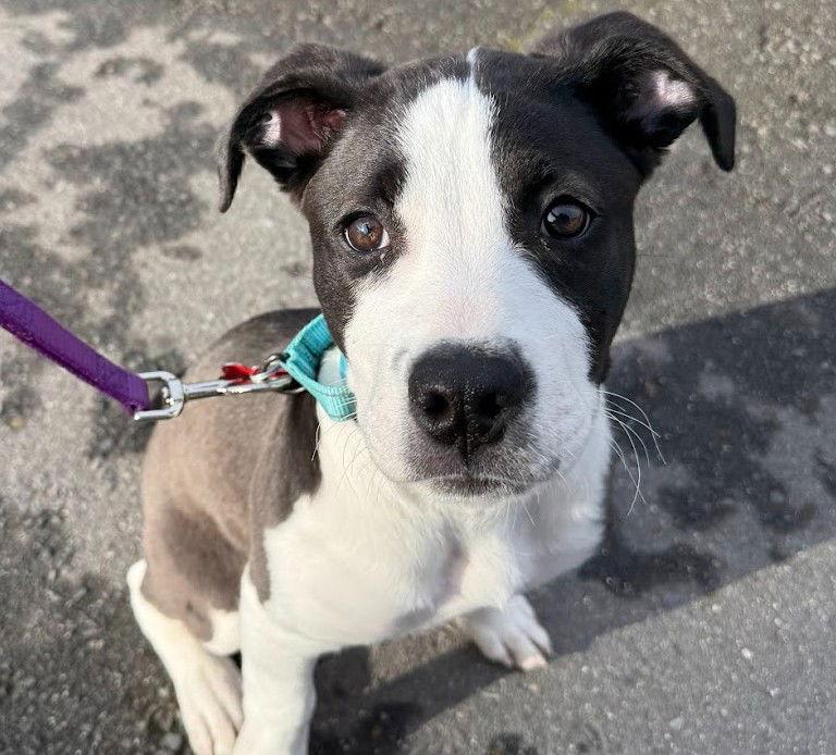 Arthur, a Adoptable mixed breed in Sunnyvale, CA image 2/2