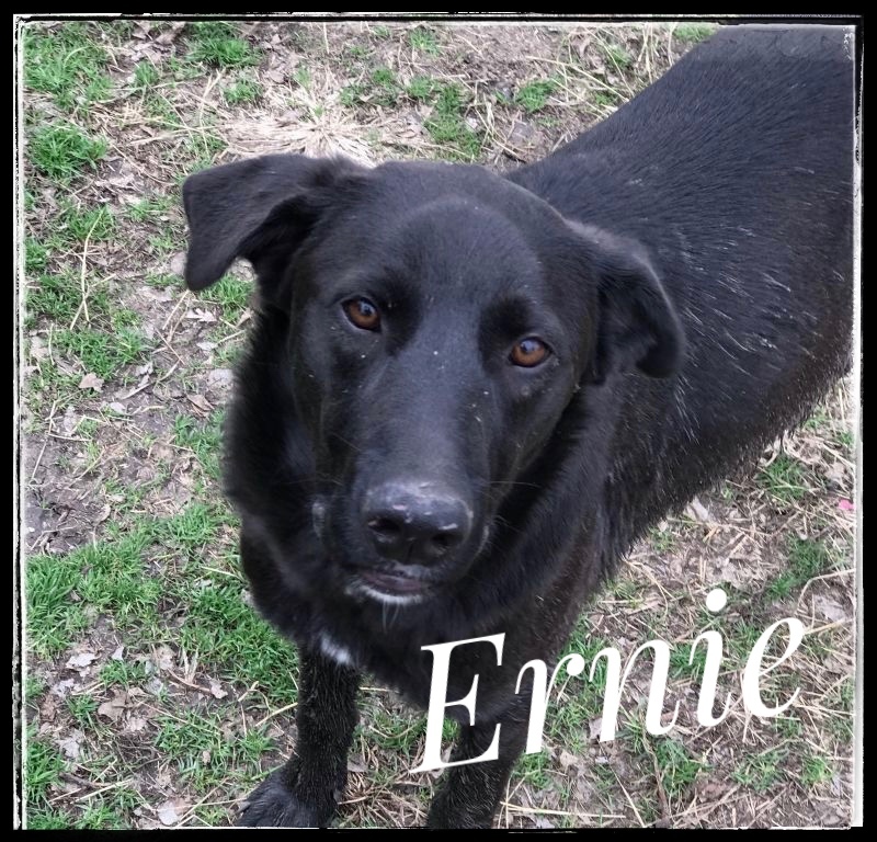Ernie, a Adoptable mixed breed in Dallas, TX image 1/2