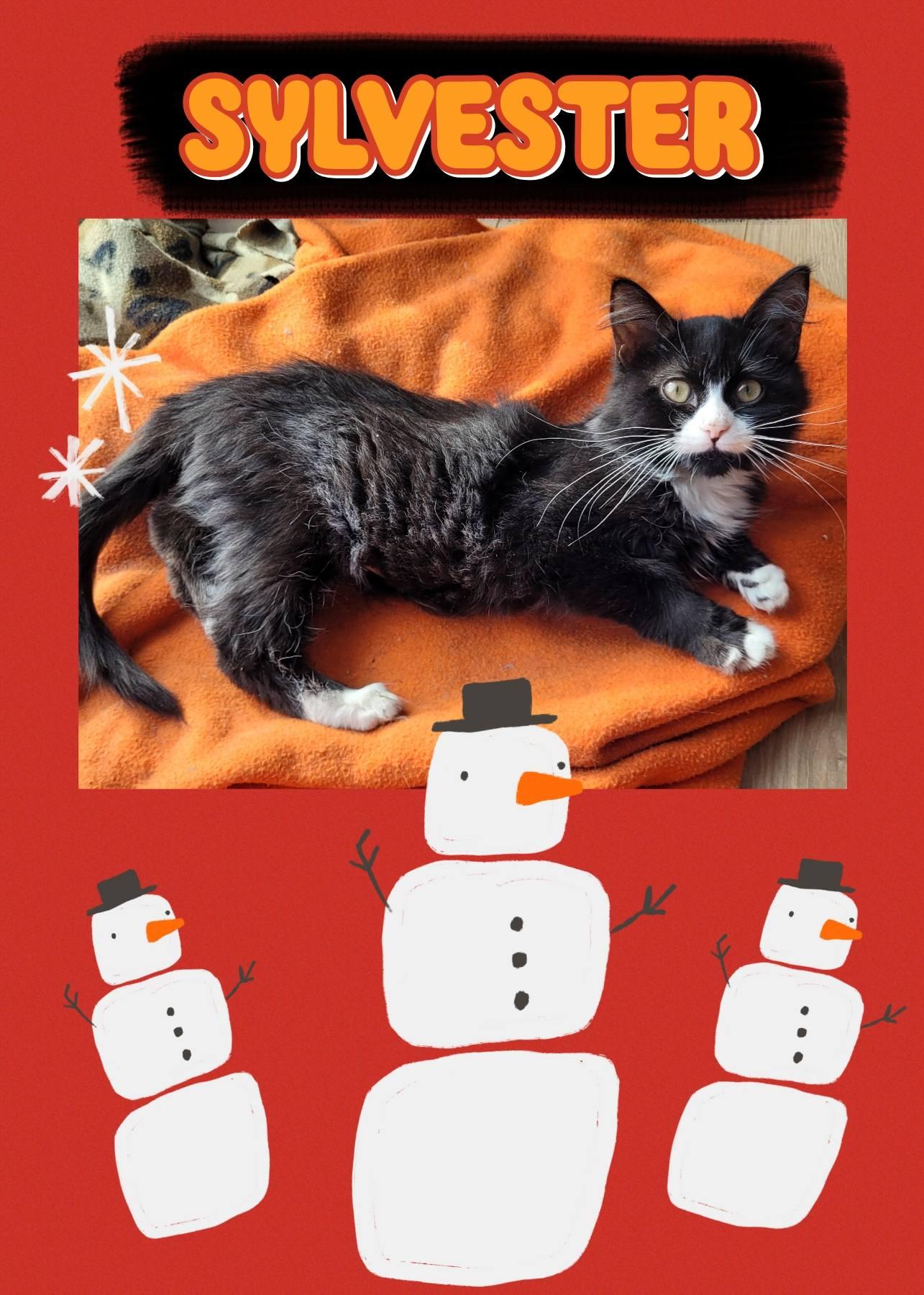 SLYVESTER, adopted, Kitten Male Domestic Medium Hair.