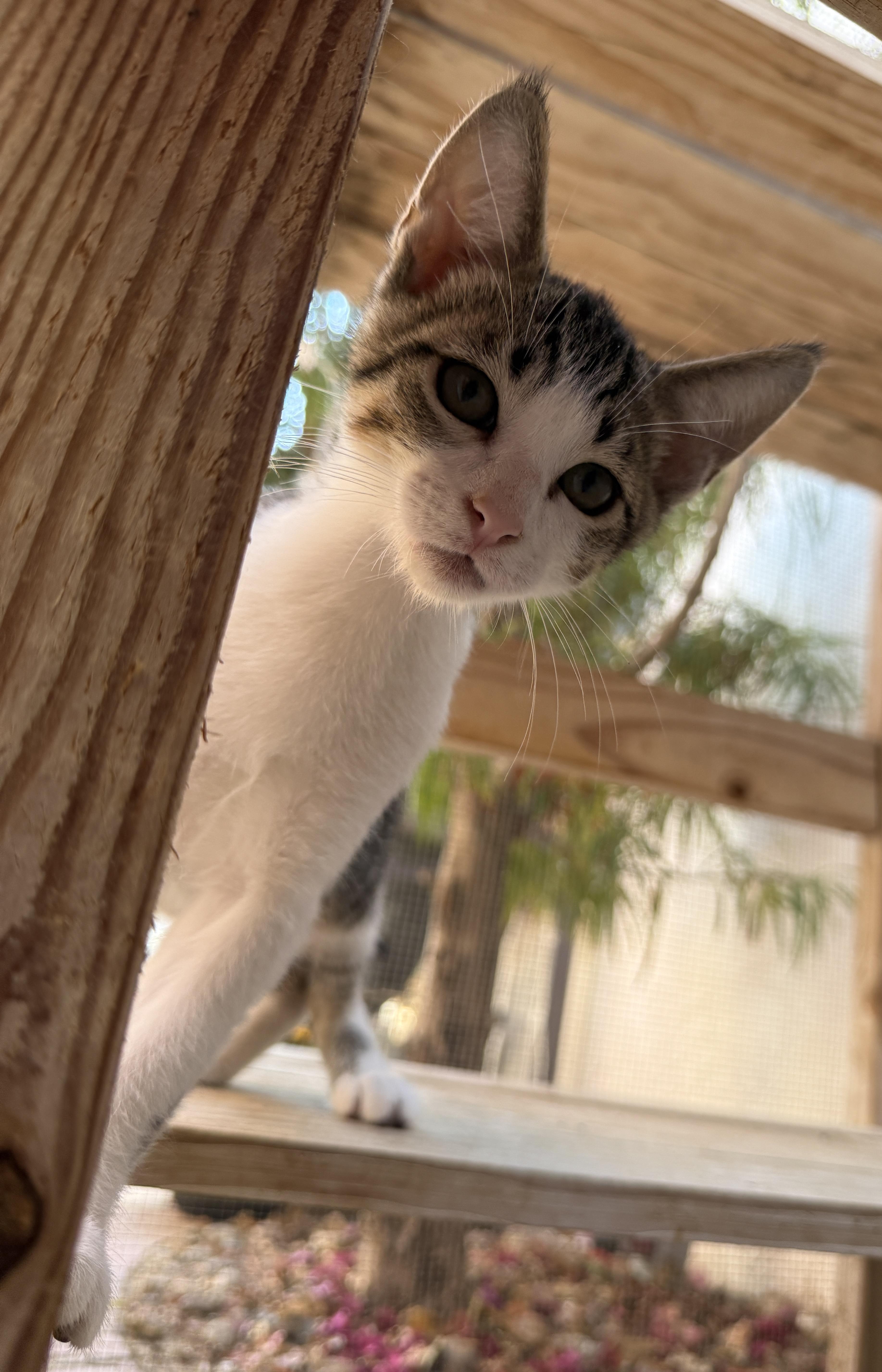 Ruben, adoptable, Kitten Male Domestic Short Hair.