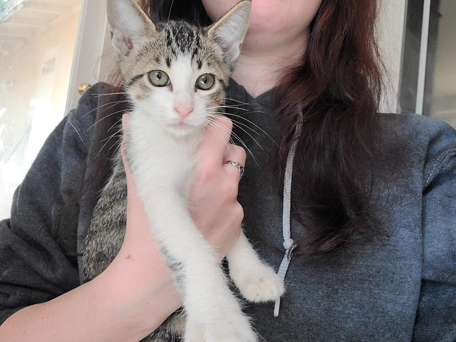 Enlarge Ruben, an adopted Domestic Short Hair in Oceanside, CA image 2/2