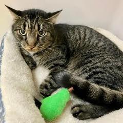 Pony Boy — thumbnail 2