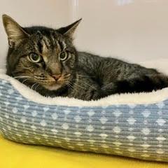 Pony Boy — thumbnail 3