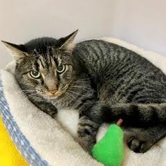 Pony Boy — thumbnail 4