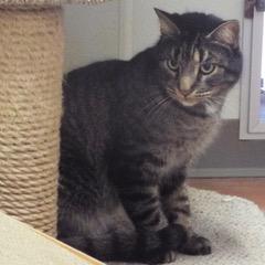 Pony Boy — thumbnail 5