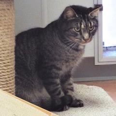 Pony Boy — thumbnail 6