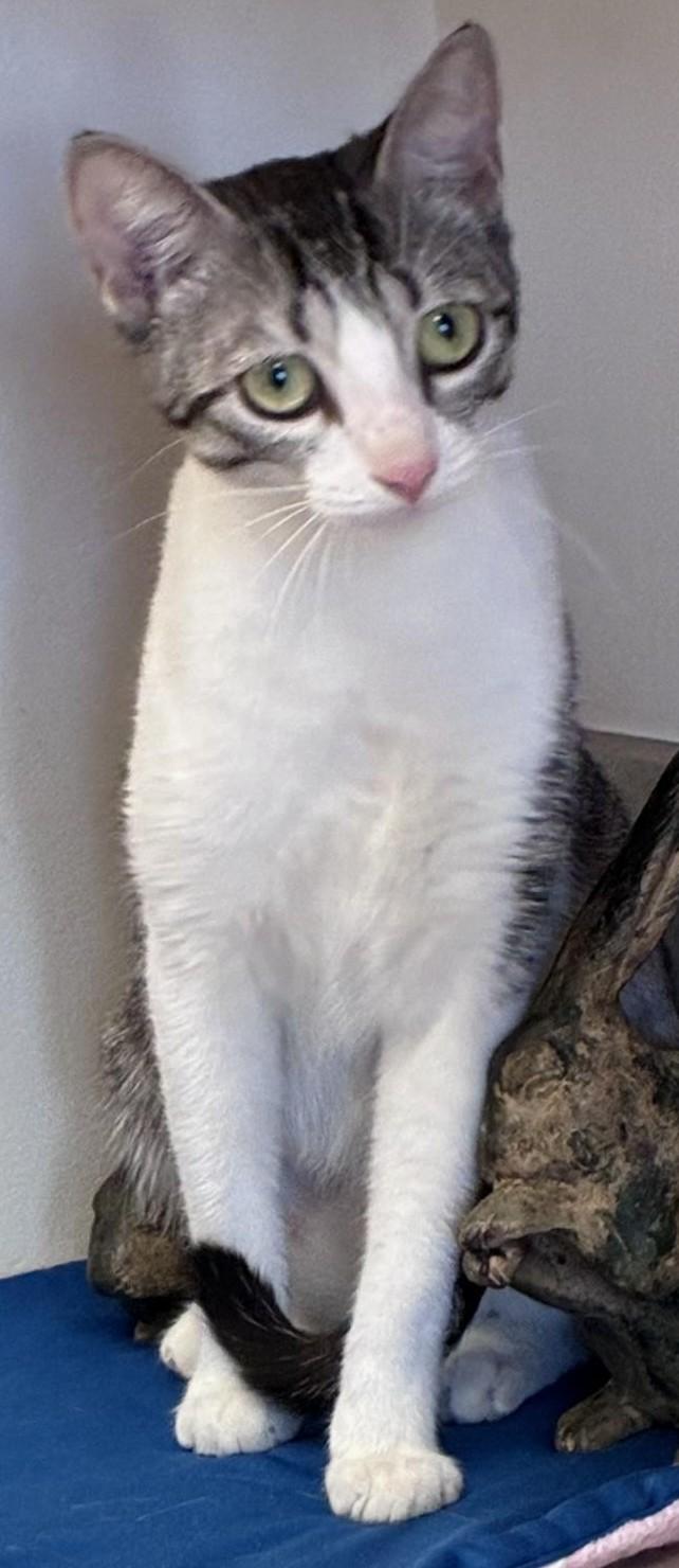 Enlarge Lulu, an adopted Domestic Short Hair in Great Neck, NY image 2/5