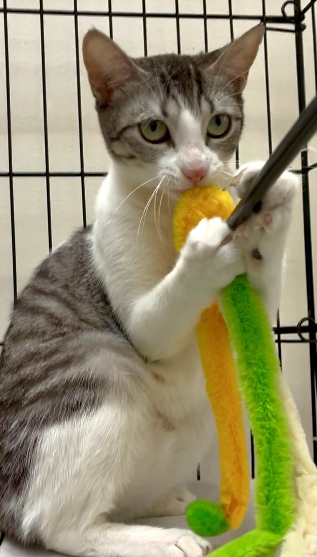 Enlarge Lulu, an adopted Domestic Short Hair in Great Neck, NY image 4/5