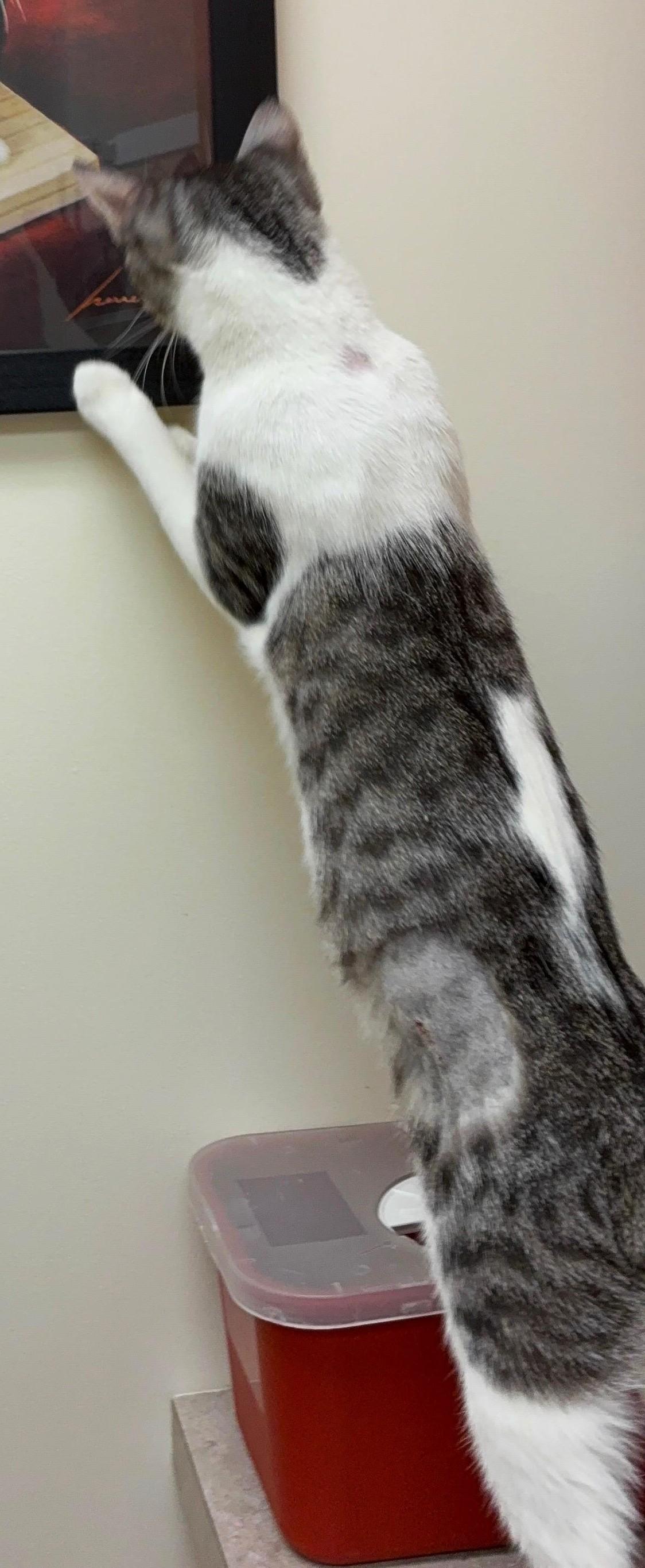 Enlarge Lulu, an adopted Domestic Short Hair in Great Neck, NY image 5/5