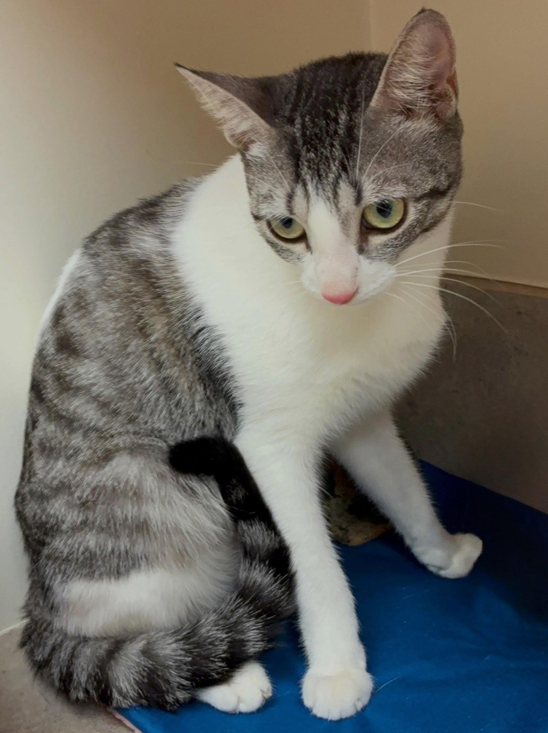 Enlarge Lulu, an adopted Domestic Short Hair in Great Neck, NY image 3/5