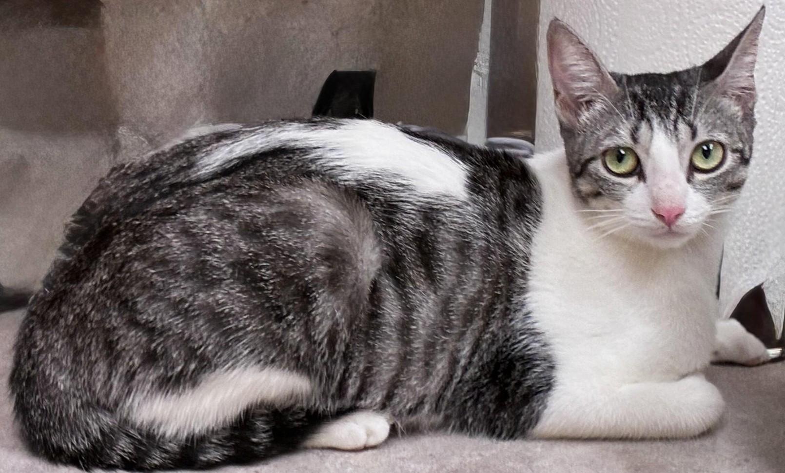 Enlarge Lulu, an adopted Domestic Short Hair in Great Neck, NY image 1/5