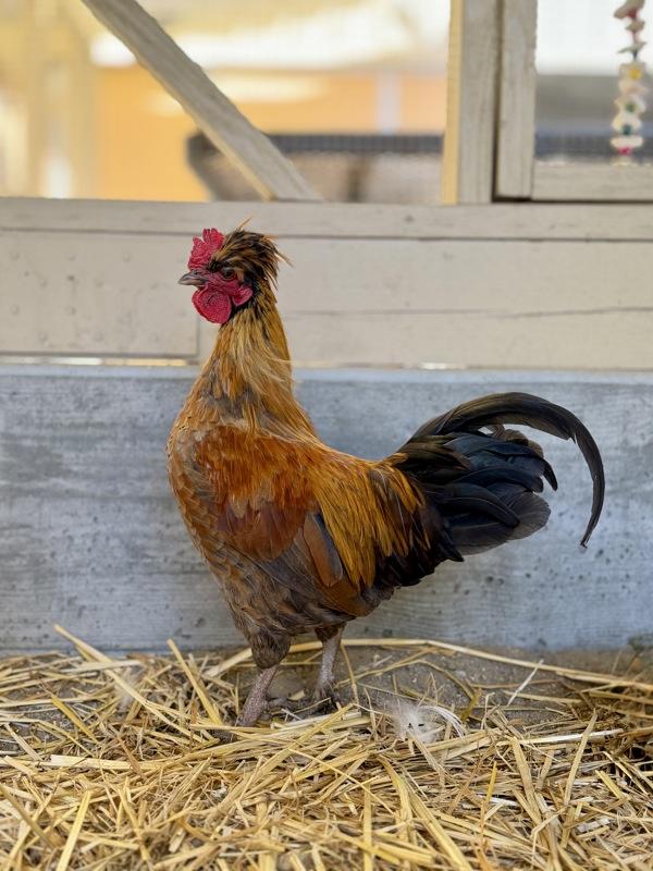 Colonel Mustard, Adoptable, Young Male Chicken & Polish.