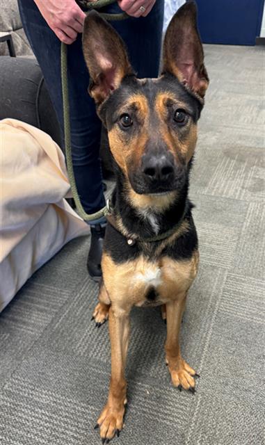 BRIAR, Adoptable, Adult Female German Shepherd Dog & Mixed Breed.