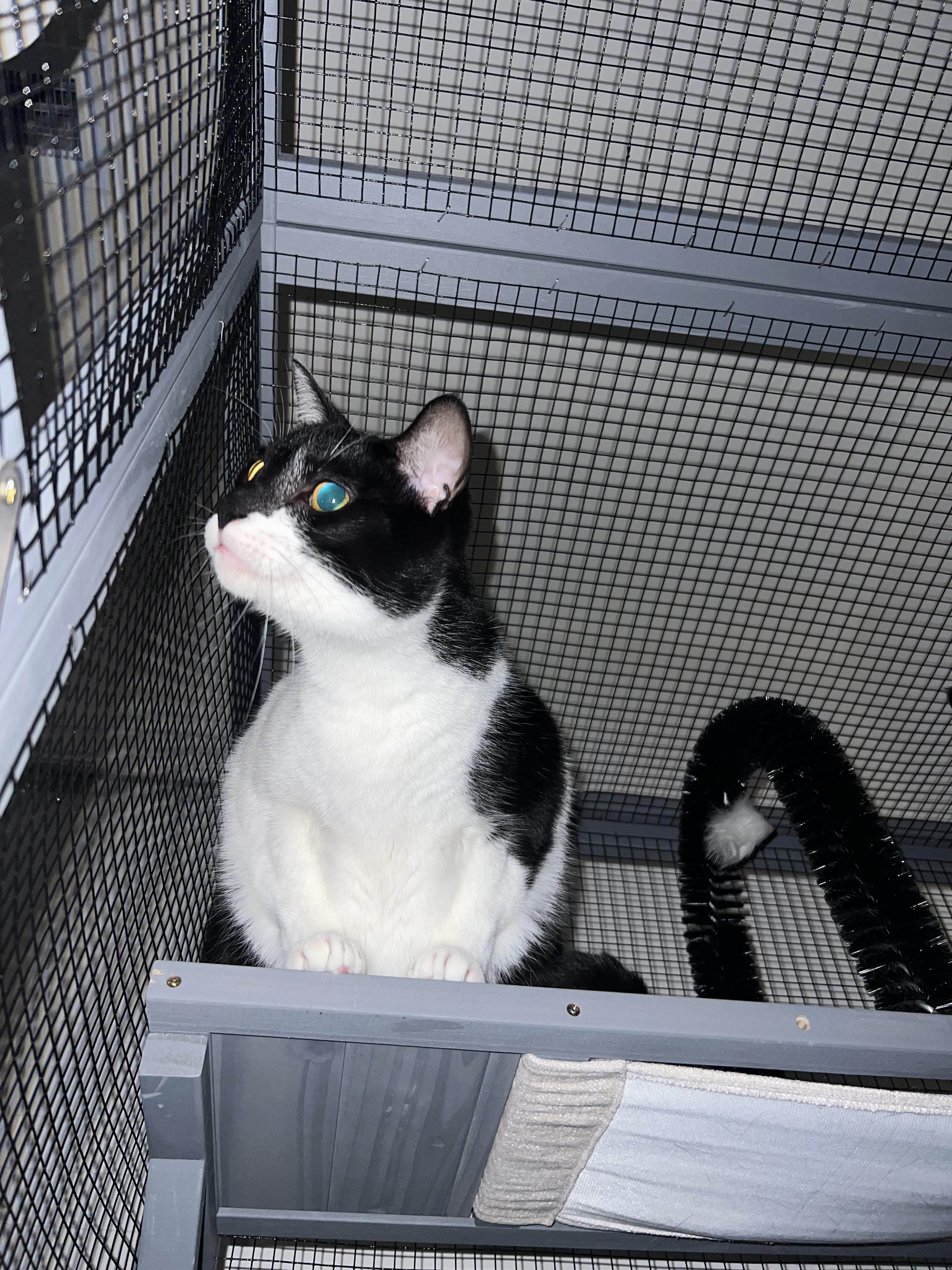Enlarge Sam, a Adoptable Domestic Short Hair in Kissimmee, FL image 3/3