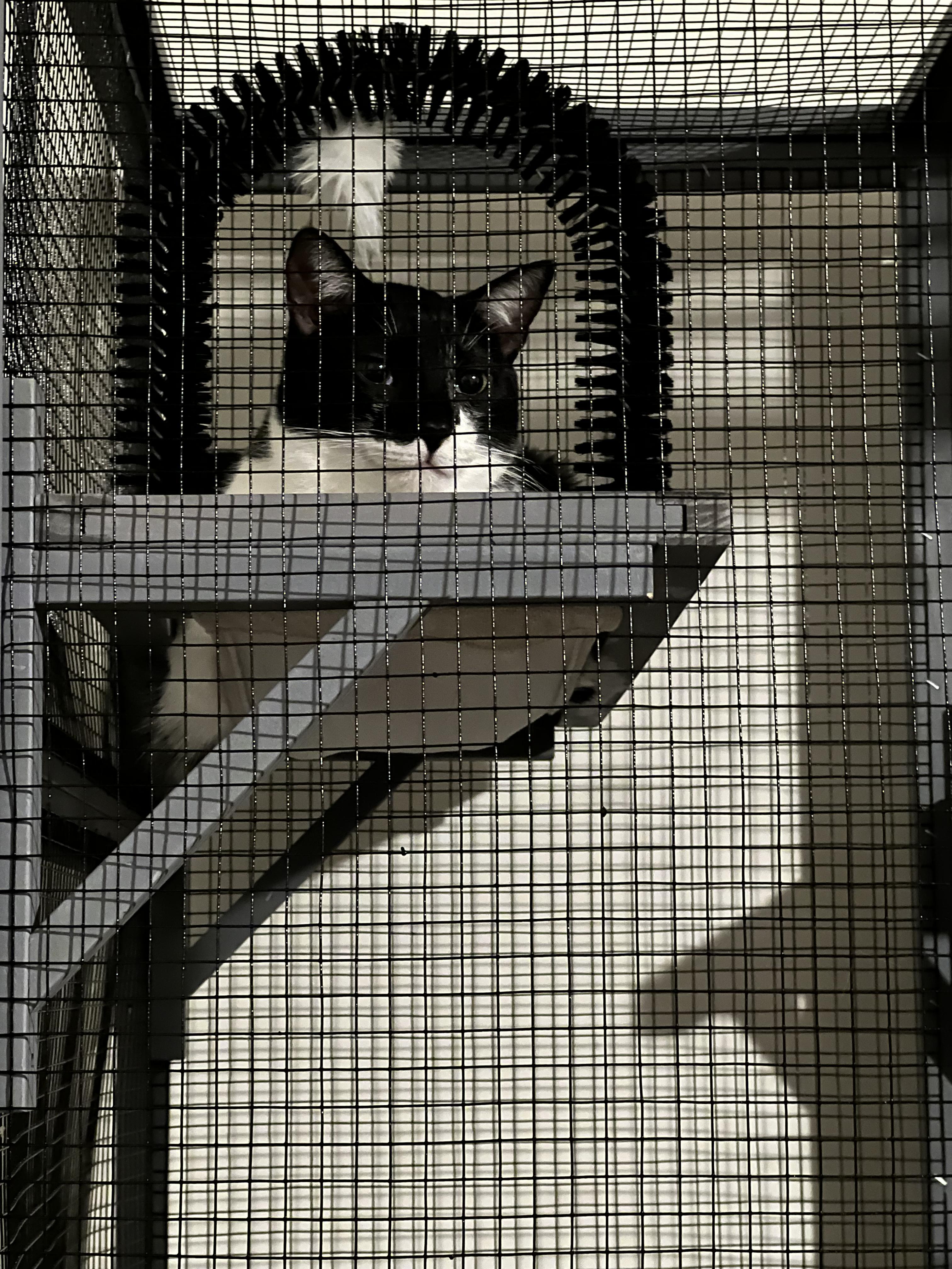 Enlarge Sam, a Adoptable Domestic Short Hair in Kissimmee, FL image 1/3