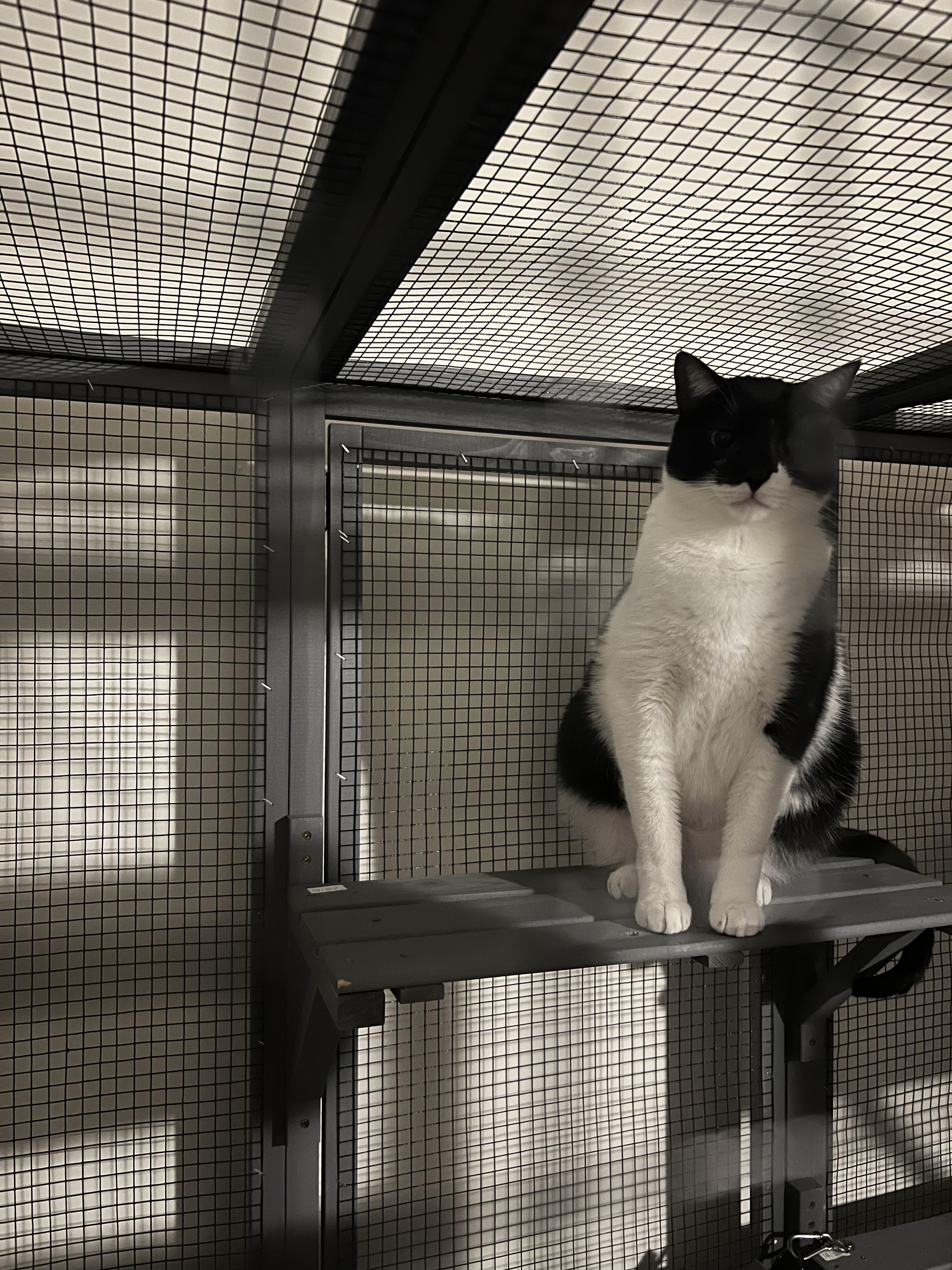 Enlarge Sam, a Adoptable Domestic Short Hair in Kissimmee, FL image 2/3