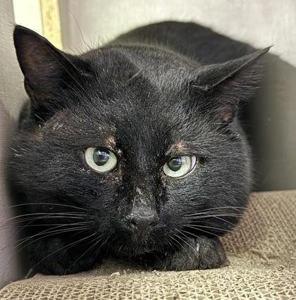 Gillian, Adoptable, Adult Male Domestic Short Hair & Domestic Short Hair.