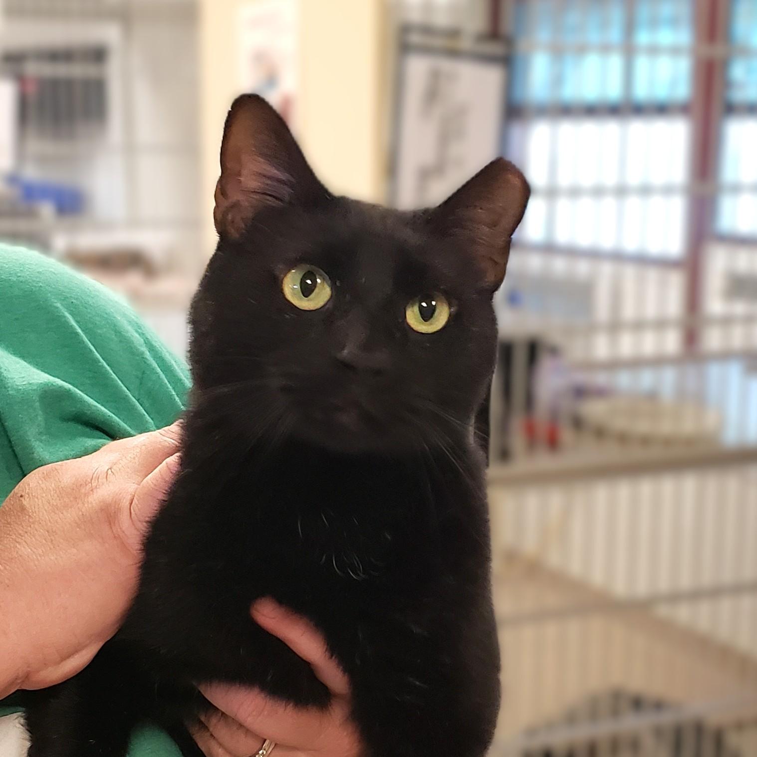 Enlarge Apollo, a Adoptable mixed breed in Slidell, LA image 1/1