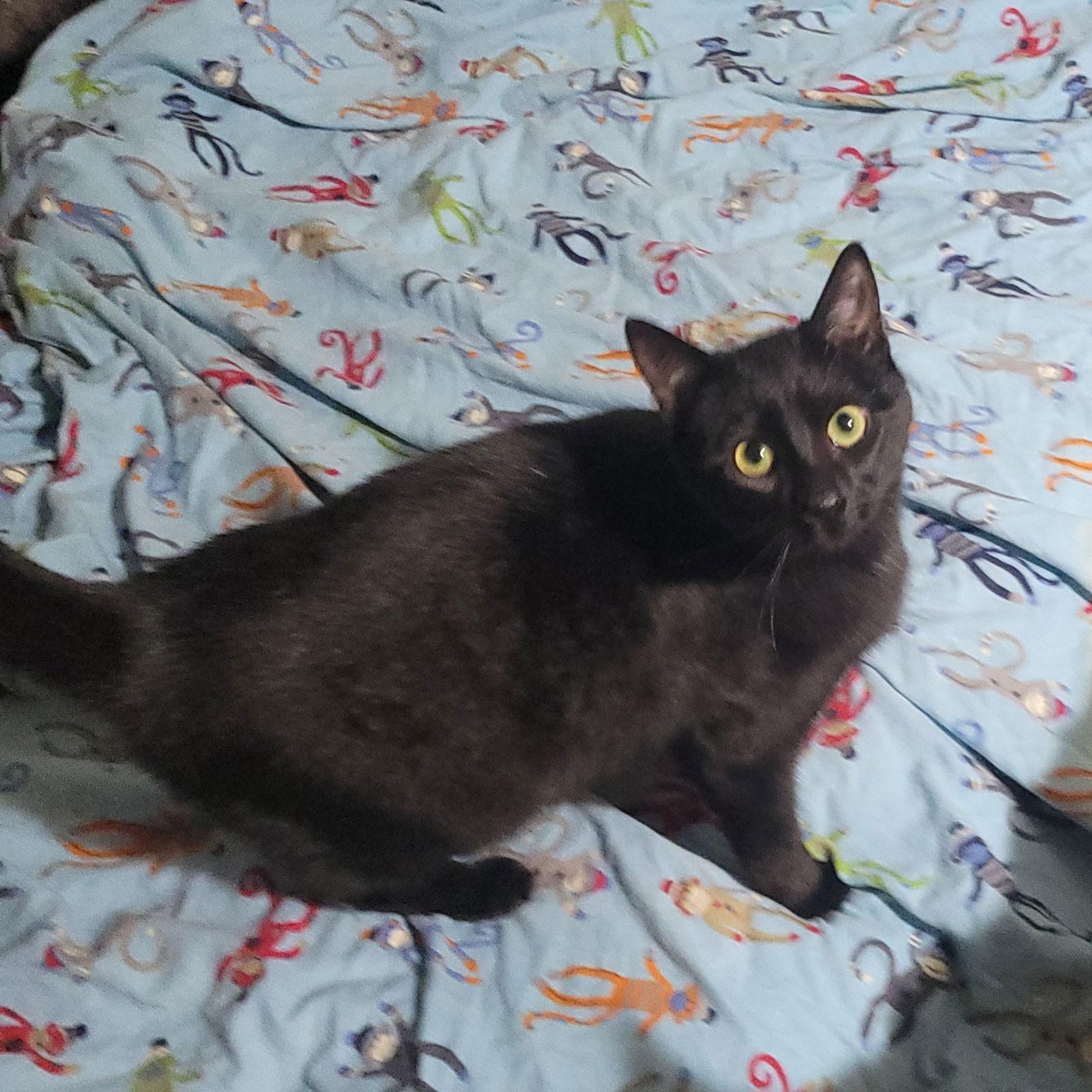 Pipsqueek, Adoptable, Young Male Domestic Short Hair.