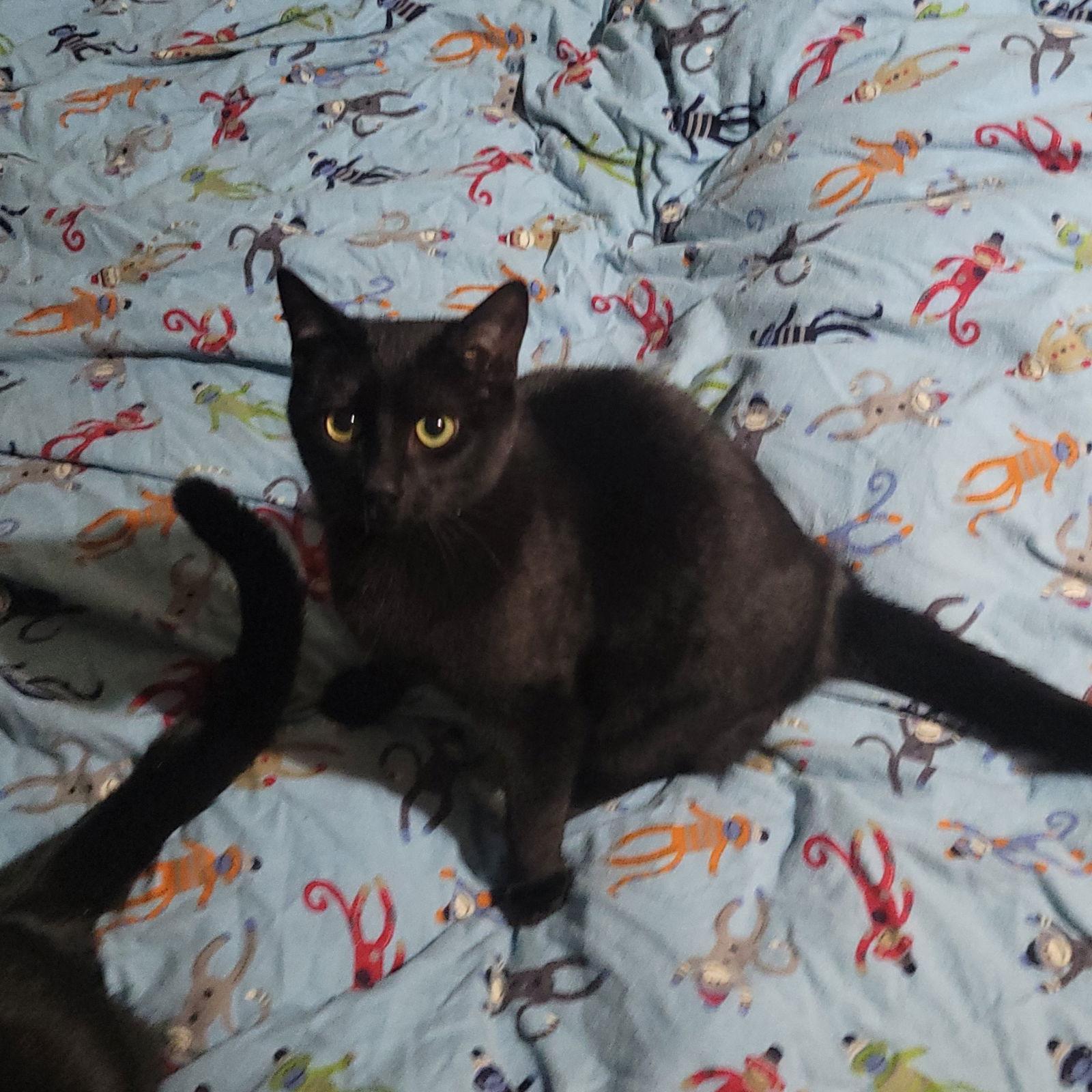 Enlarge Pipsqueek, a Adoptable Domestic Short Hair in Akron, OH image 2/2