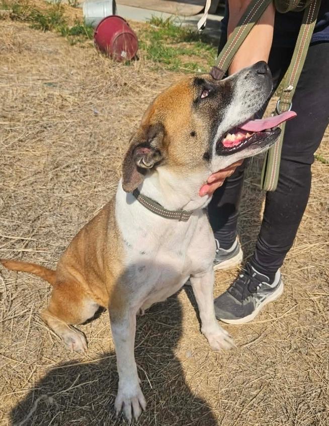 Enlarge Sadie, a ADOPTABLE mixed breed in Paramus, NJ image 3/6