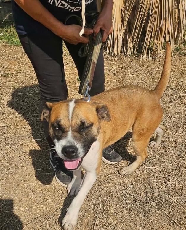 Enlarge Sadie, a ADOPTABLE mixed breed in Paramus, NJ image 2/6