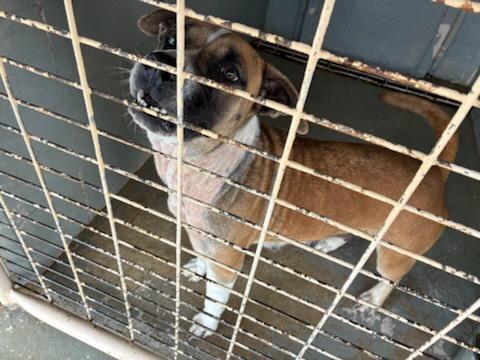 Enlarge Sadie, a ADOPTABLE mixed breed in Paramus, NJ image 4/6